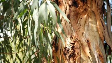 桉树加州美国本地的澳大利亚口香糖树风绿色叶子桃金娘春天新鲜的春天大气荒野美国植物森林自然植物绿色植物